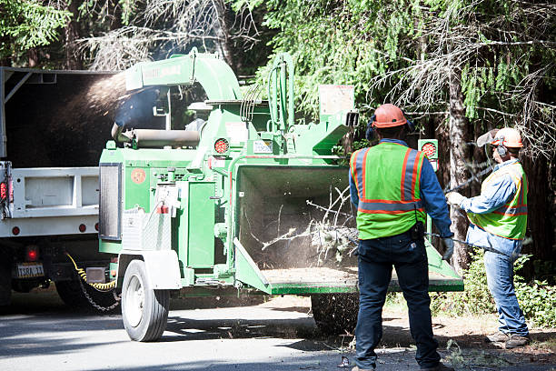 Best Grass Overseeding  in Arcadia, LA